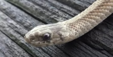 Clarksville snake